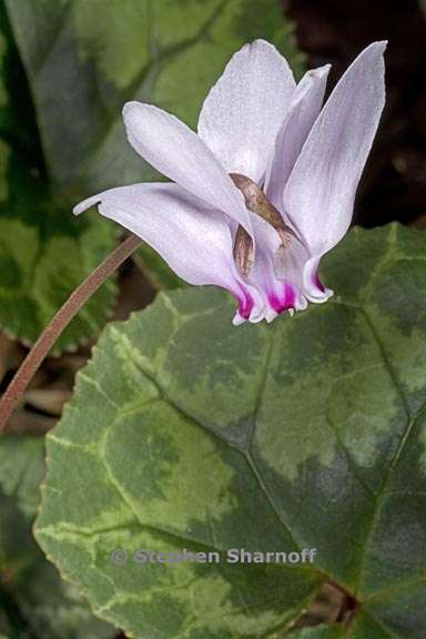 cyclamen africanum 2 graphic